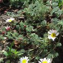 Anacyclus depressus